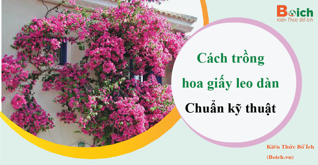 cách trồng hoa giấy leo giàn - boich.vn