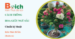 cách trồng hoa giấy ngũ sắc - Boich.vn