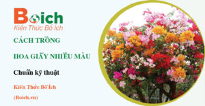 cách trồng hoa giấy nhiều màu - Boich.vn