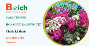 cách trồng hoa giấy ra hoa đúng tết - Boich.vn