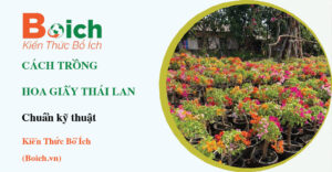 cách trồng hoa giấy Thái Lan - Boich.vn