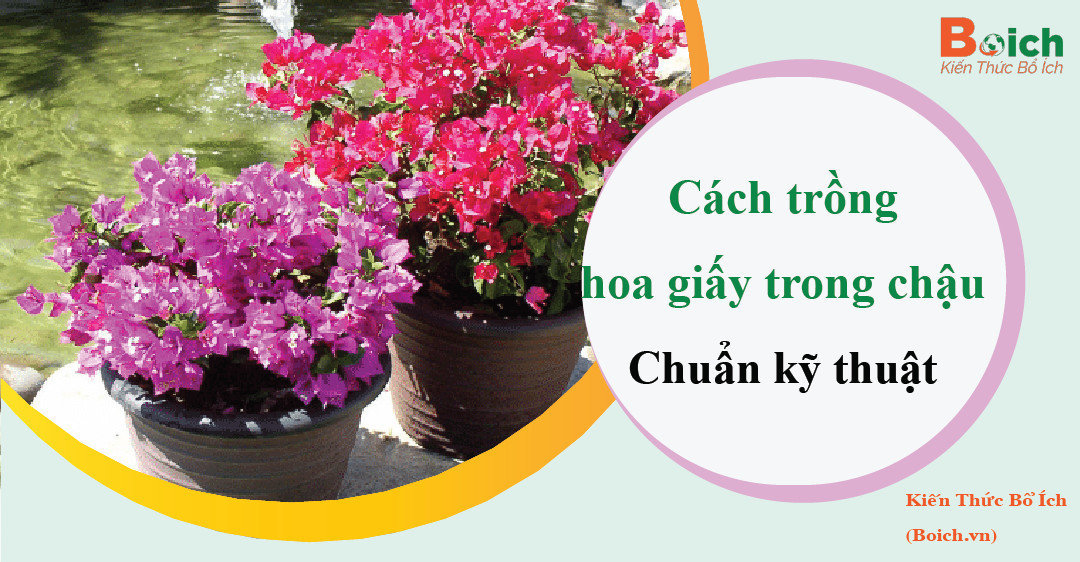 cách trồng hoa giấy trong chậu - boich.vn