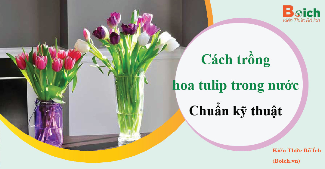 cách trồng hoa tulip trong nước boichvn