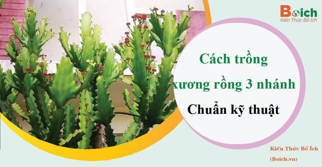 cách trồng xương rồng 3 cành - boich.vn