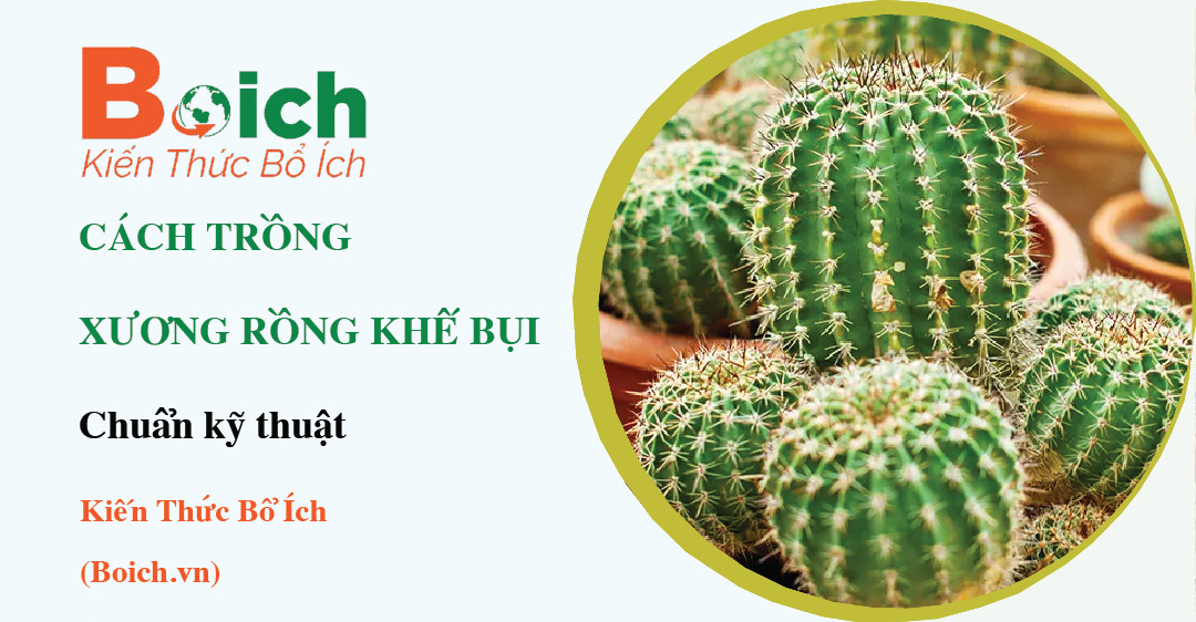 cách trồng xương rồng khế bụi - Boich.vn